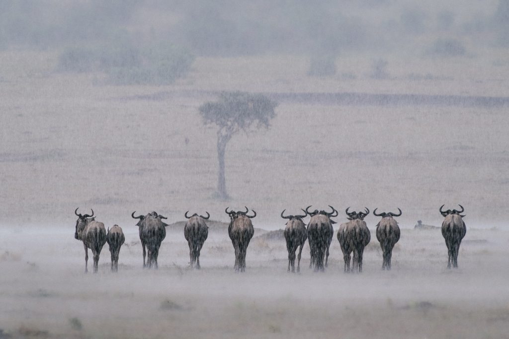 Wildebeest masai mara